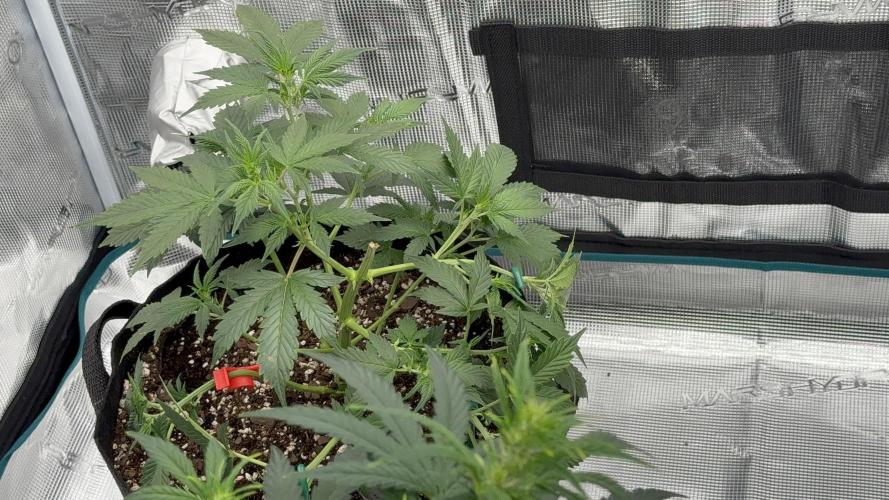 Auto Run. Week 5 - Head chop