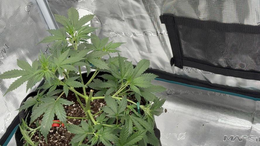 Auto Run. Week 5 - 1st time ever head chop while LST
