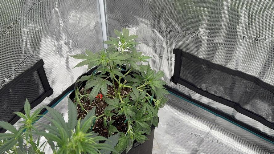 Auto Run. Week 5 - 5 Weeks