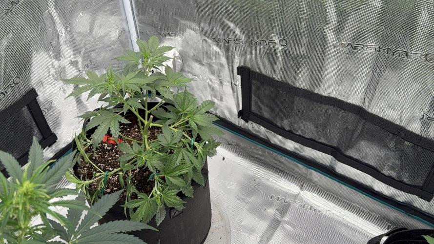 Auto Run. Week 5 - Head Chop 