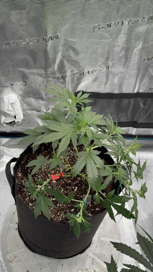 Auto Run. Week 5 - She Ok tho