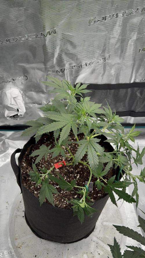 Auto Run. Week 5 - Week 5