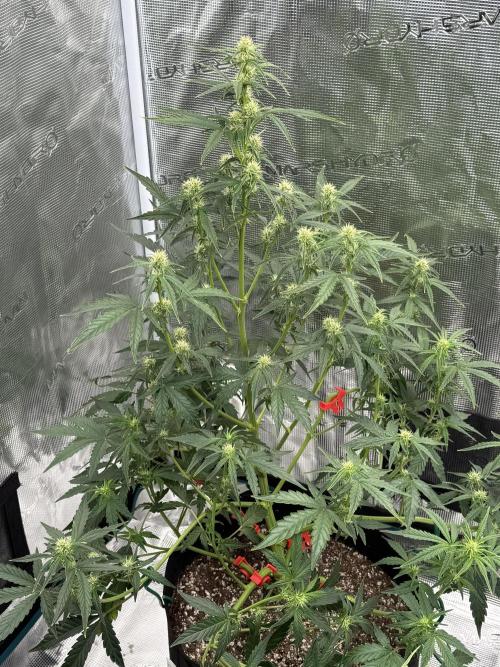 Bear Candy. Week 6
