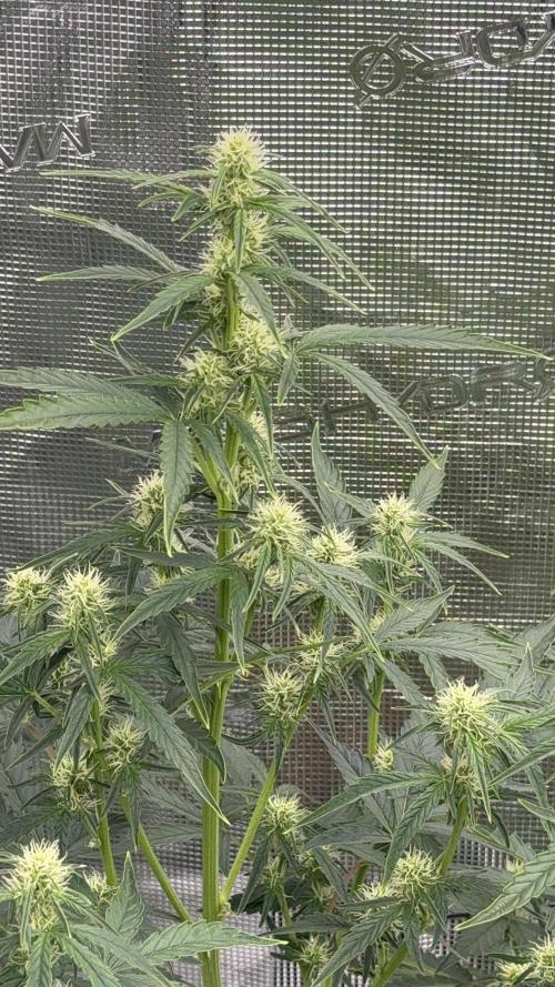 Bear Candy. Week 6