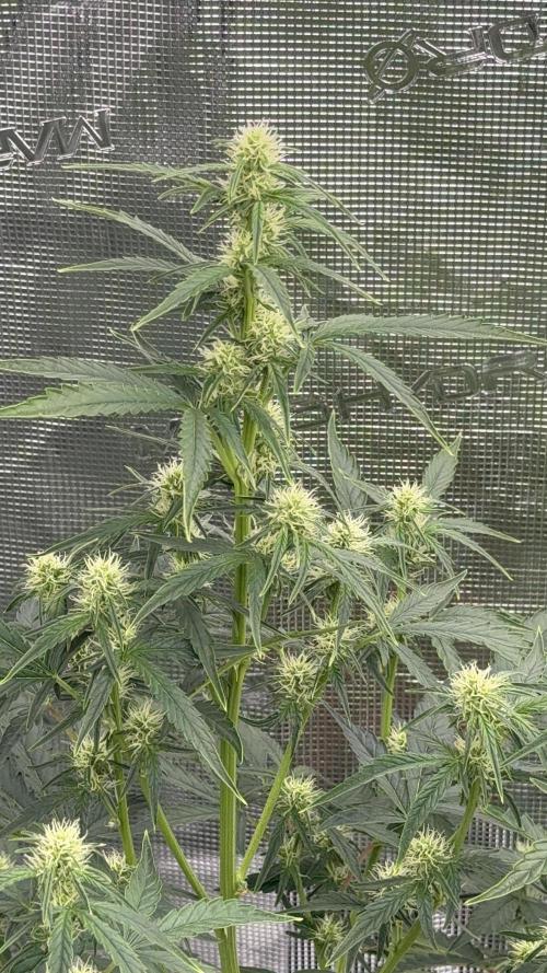 Bear Candy. Week 6