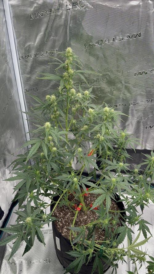 Bear Candy. Week 6