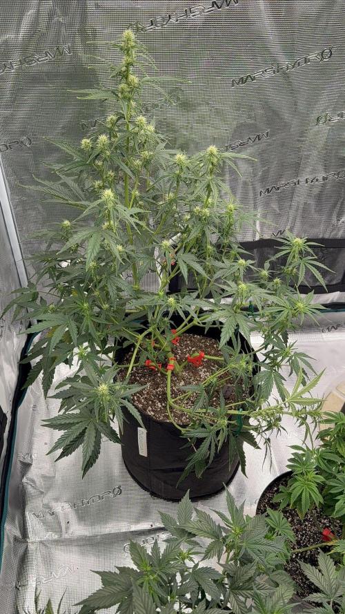 Bear Candy. Week 6
