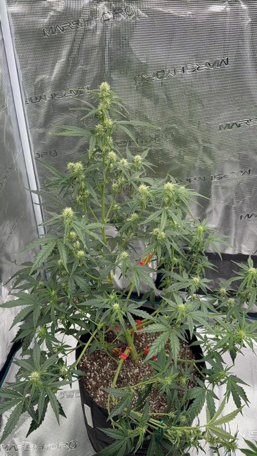 Bear Candy. Week 6