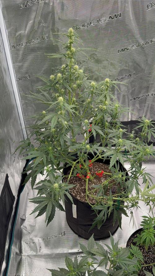 Bear Candy. Week 6