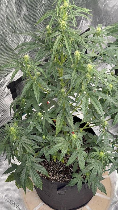 Bear Candy. Week 6