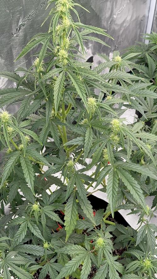 Bear Candy. Week 6