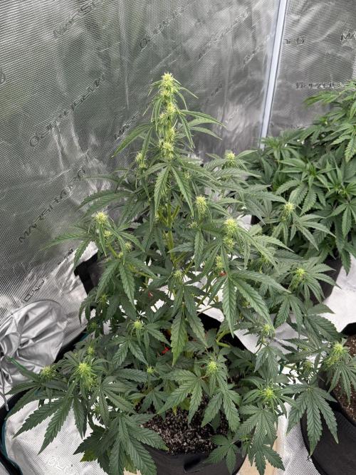 Bear Candy. Week 6