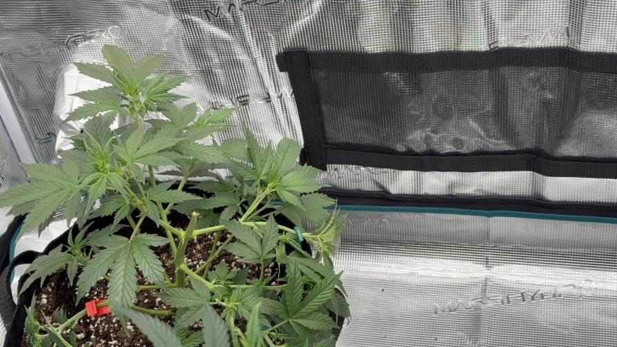 Auto Run. Week 6