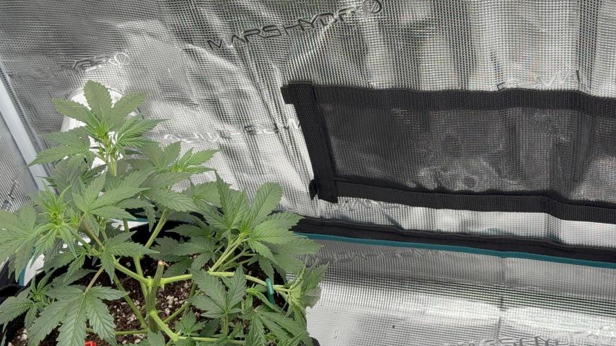 Auto Run. Week 6