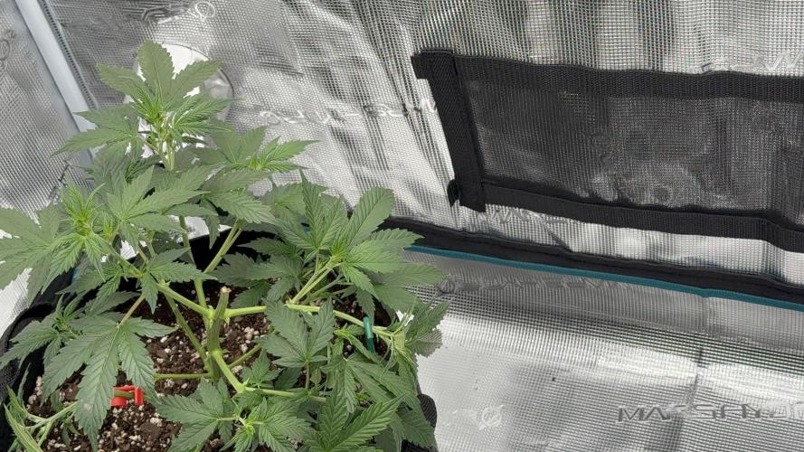Auto Run. Week 6