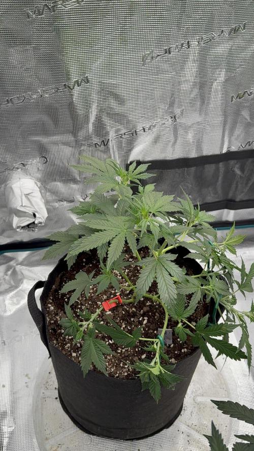 London Cream Cake Auto. Week 6