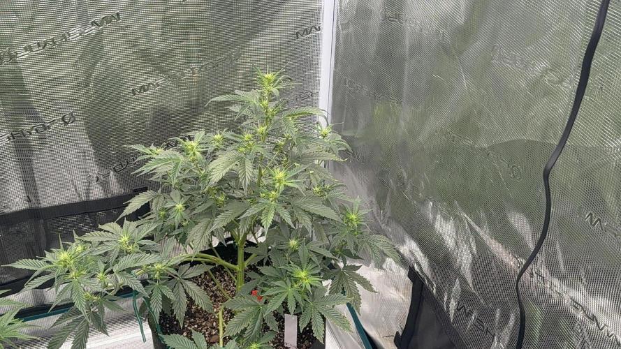 Auto Run. Week 7