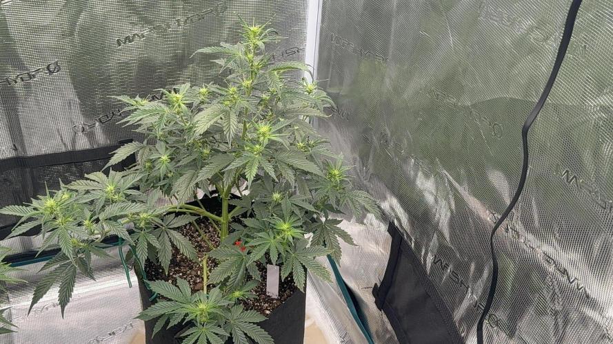 Auto Run. Week 7