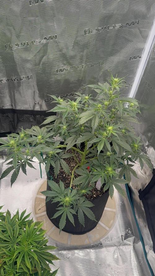 Auto Run. Week 7