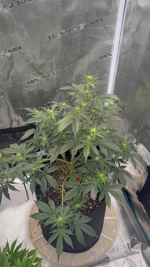 Auto Run. Week 7