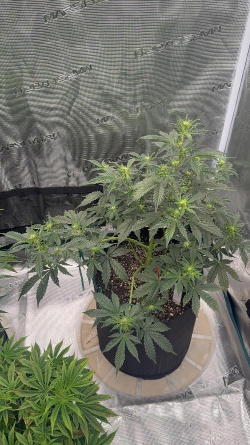 Auto Run. Week 7