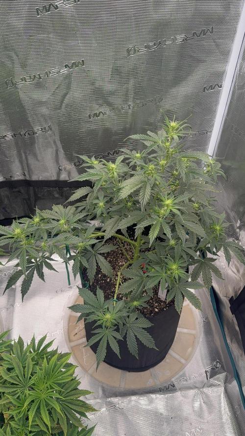 London Cream Cake Auto. Week 7