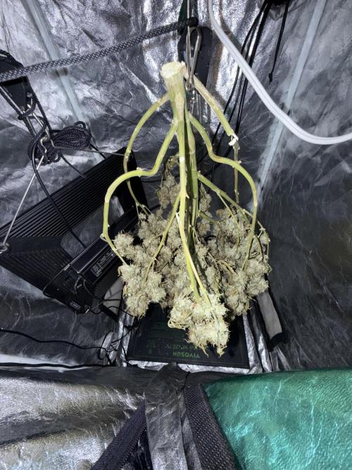 Auto Biscotti. Week 14