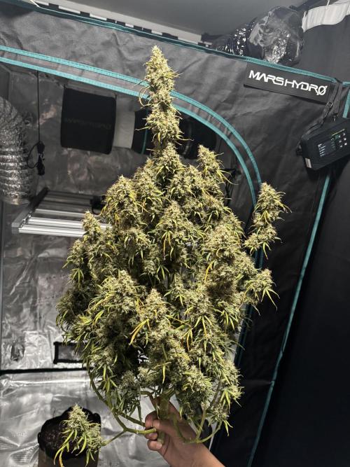 Auto Biscotti. Week 14