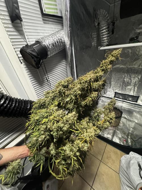 Auto Biscotti. Week 14