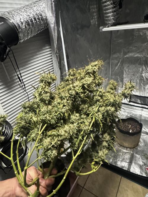 Auto Biscotti. Week 14