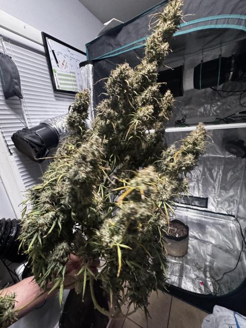 Auto Biscotti. Week 14
