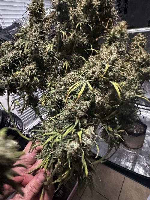 Auto Biscotti. Week 14
