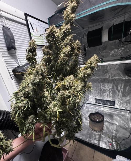 Auto Biscotti. Week 14