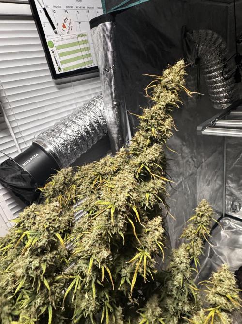 Auto Biscotti. Week 14
