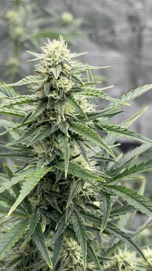 Bear Candy. Week 7