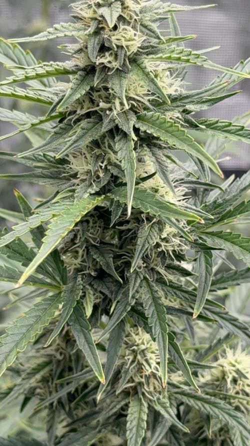 Bear Candy. Week 7