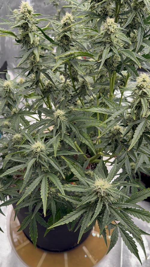 Bear Candy. Week 7