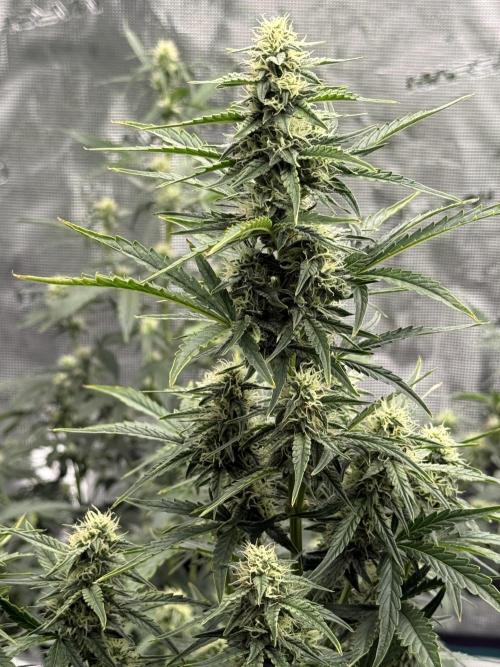 Bear Candy. Week 7