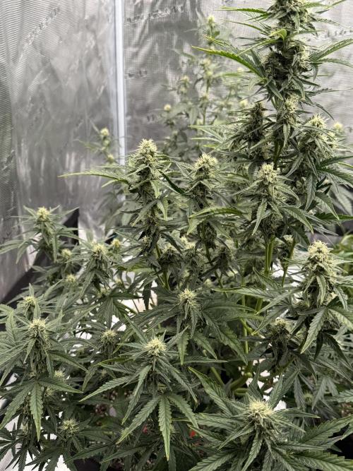 Bear Candy. Week 7