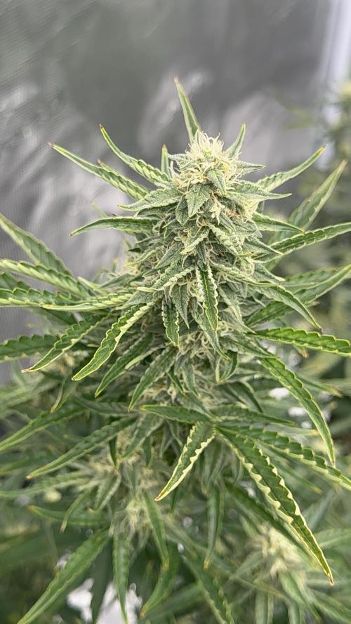 Bear Candy. Week 8