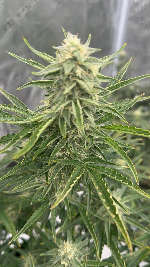 Bear Candy. Week 8