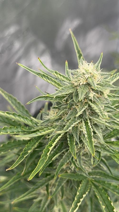 Bear Candy. Week 8