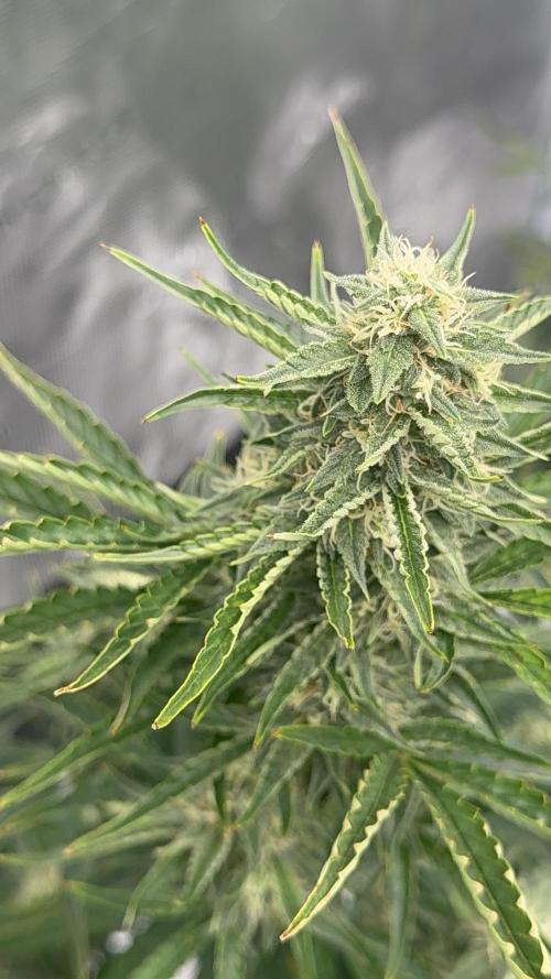 Bear Candy. Week 8