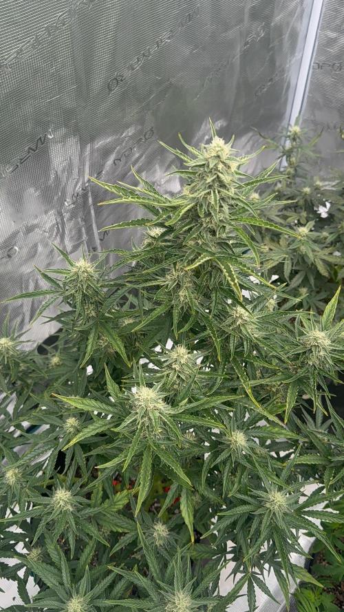 Bear Candy. Week 8
