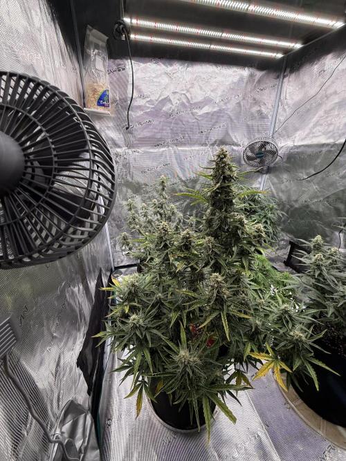Bear Candy. Week 9
