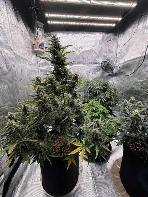 Bear Candy. Week 9