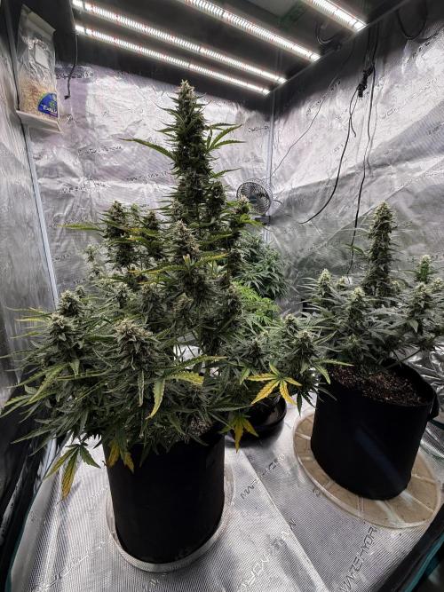 Bear Candy. Week 9