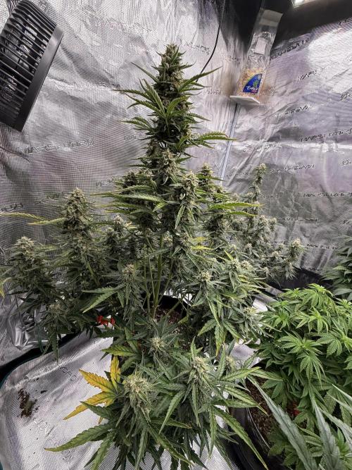 Bear Candy. Week 9