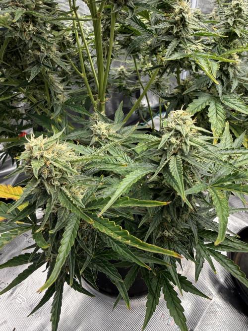Bear Candy. Week 9