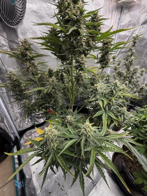 Bear Candy. Week 9